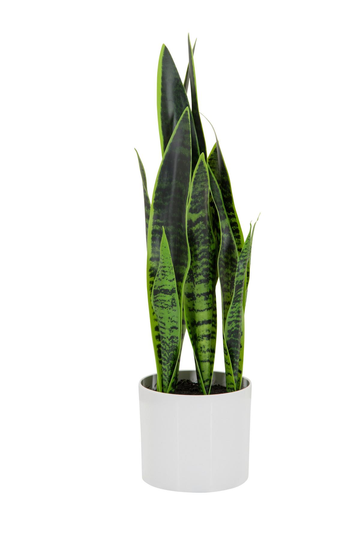 Kunstpflanze Sansevieria - Weiß/Grün, Basics, Kunststoff/Textil (16/65/16cm) - MID.YOU