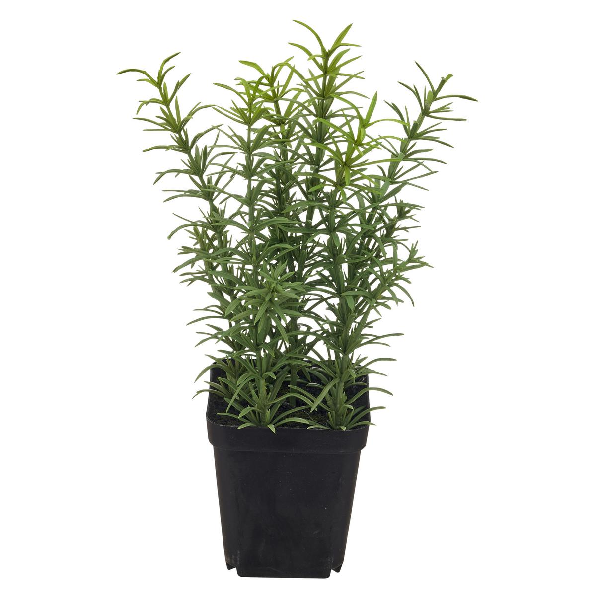 Umelá rastlina ROSMARIN II -PAZ- - čierna/zelená, Basics, kov/plast (25cm) - Mömax