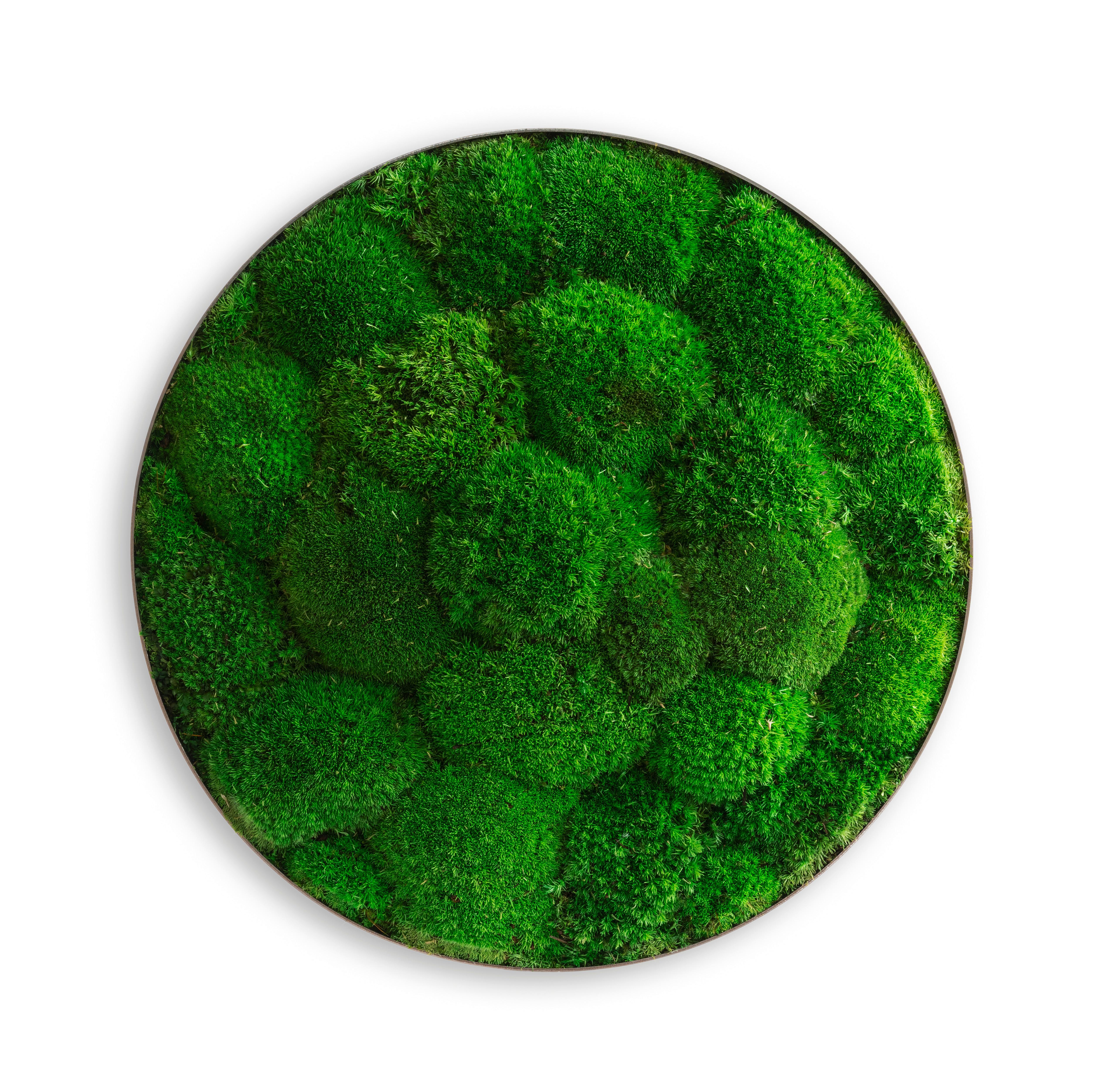 Machový obraz, rastliny, zelená, 8 cm