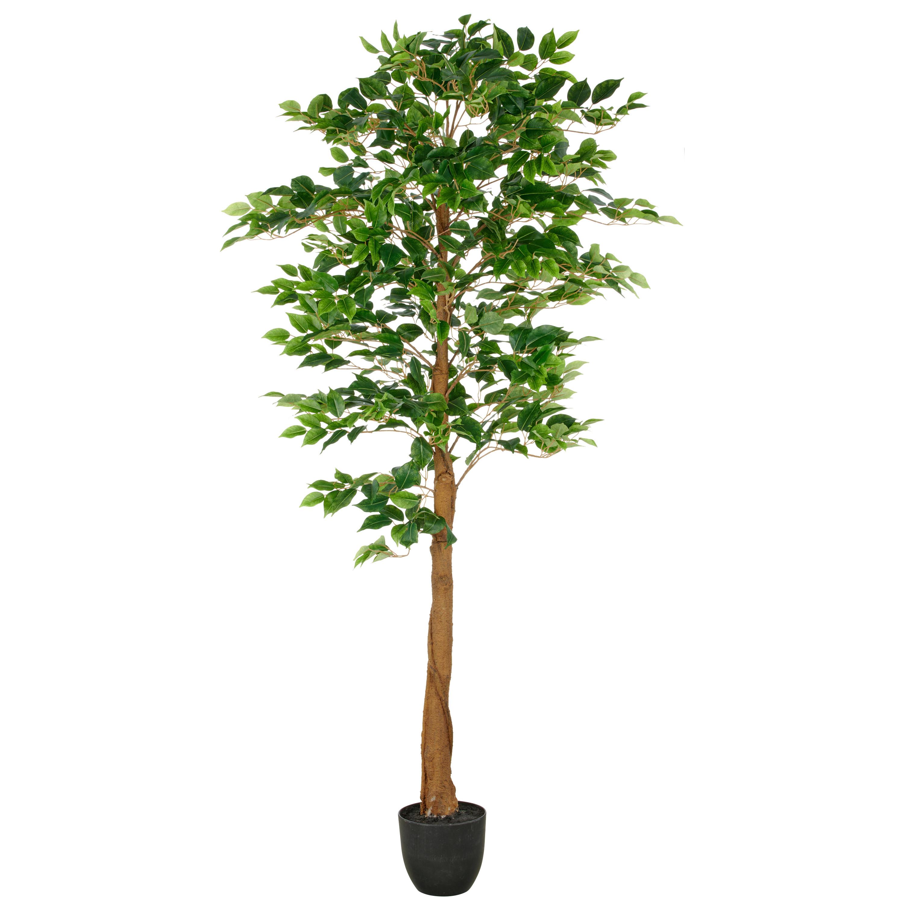 Ficus Benjamina Grün Braun Schwarz B: 25 cm - Schwarz/Braun, Basics, Kunststoff (25/180/25cm) - P & B