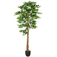 Ficus Benjamina Grün Braun Schwarz B: 25 cm - Schwarz/Braun, Basics, Kunststoff (25/180/25cm) - P & B