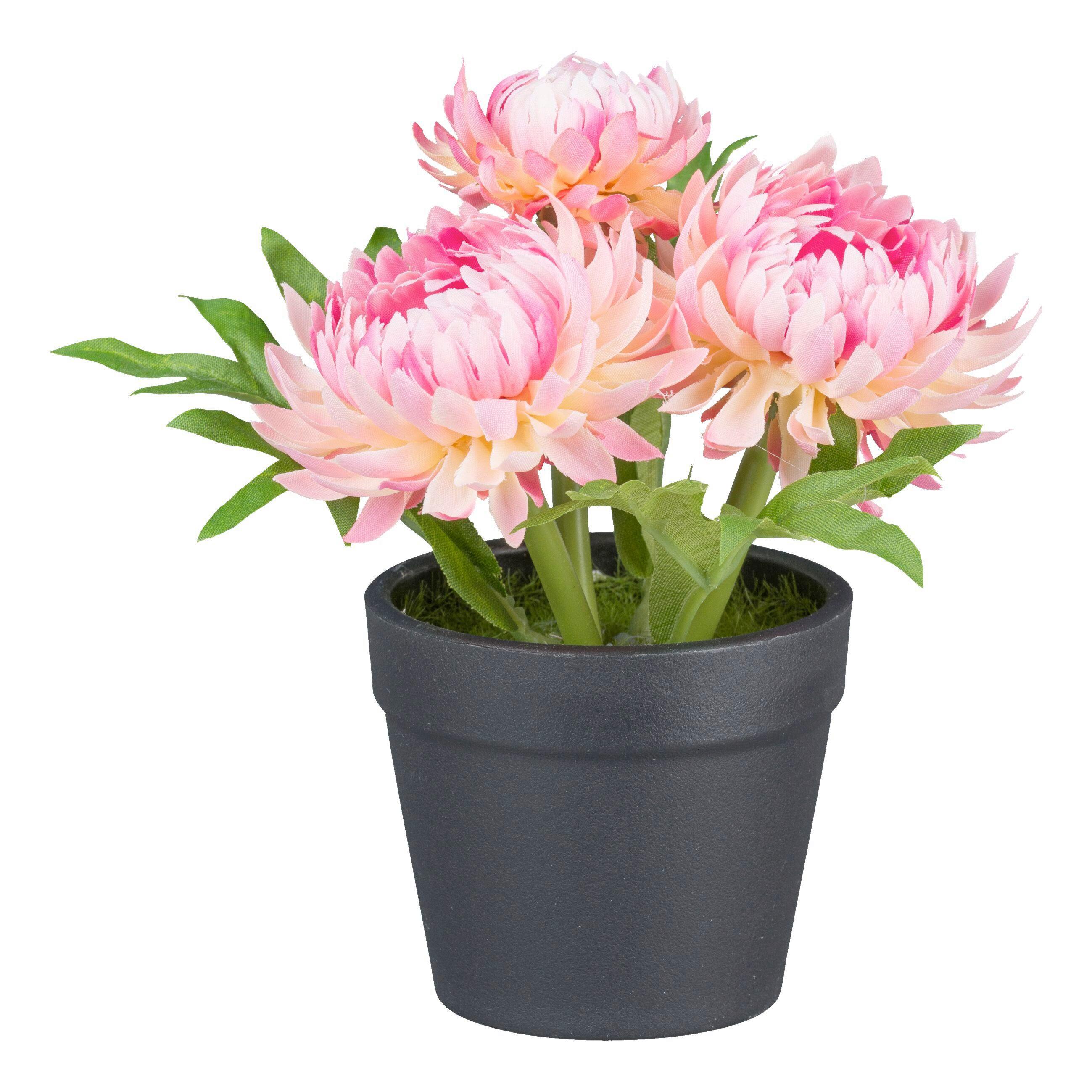 Kunstpflanze Strohblumen - Pink/Grün, Basics, Kunststoff (14cm)