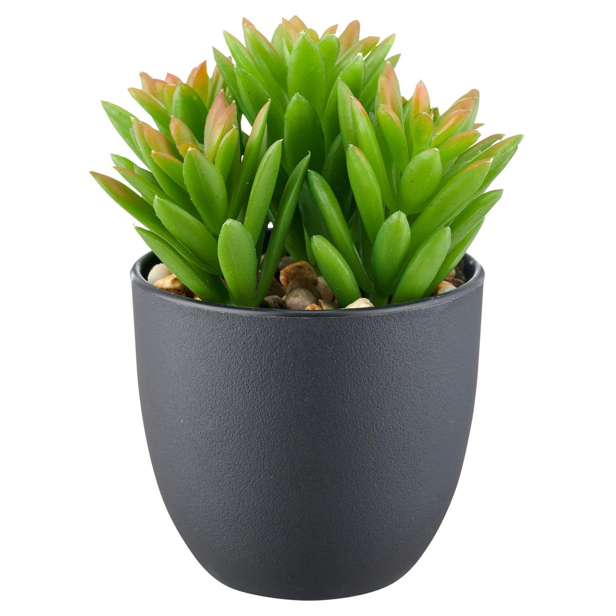 Sukkulente Grün Schwarz B: 8 cm - Schwarz/Grün, Basics, Kunststoff (13cm) - P & B