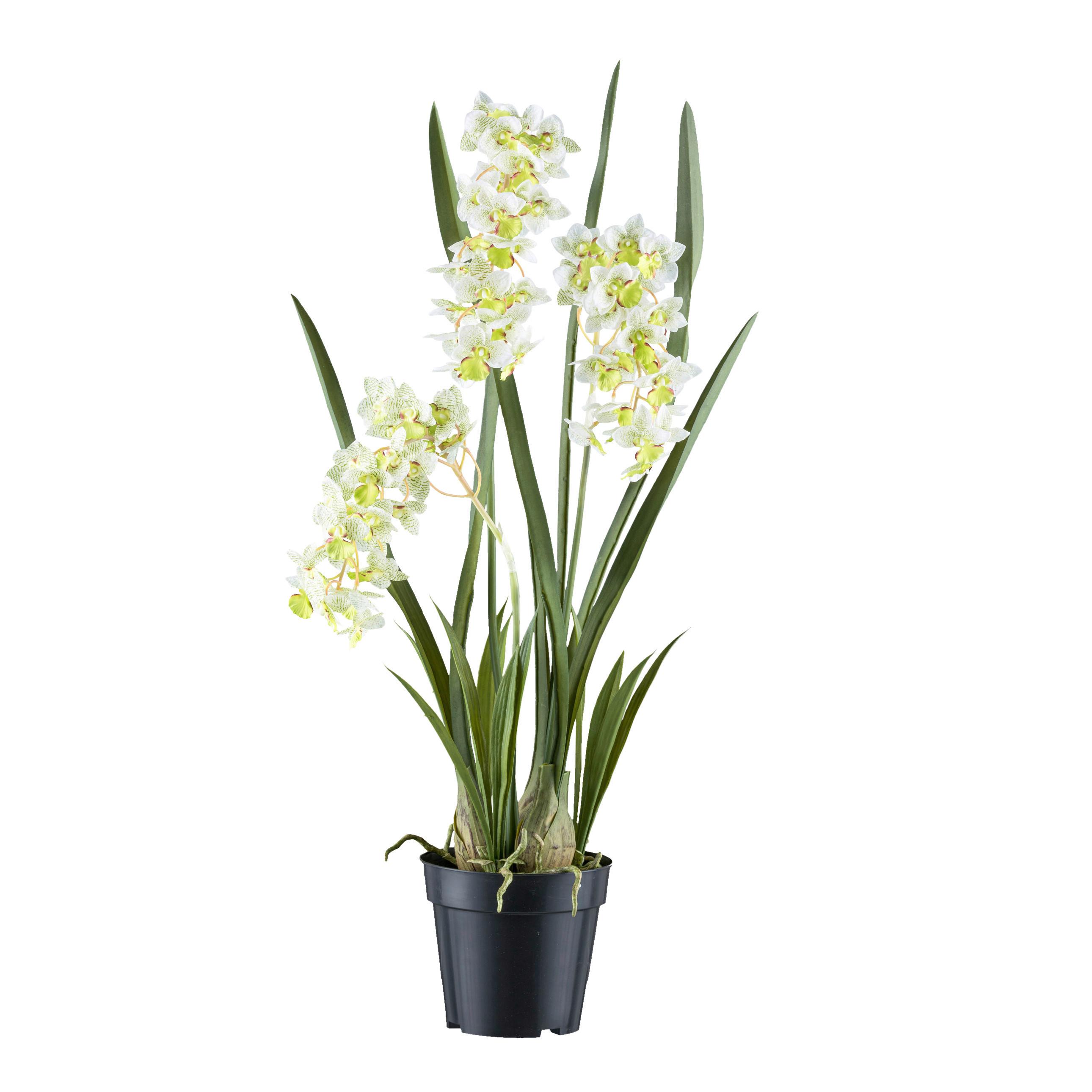 Kunstpflanze Orchideen Weiß/Hellgrün, 80 cm - Schwarz/Weiß, Design, Kunststoff (80cm) - P & B