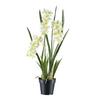 Kunstpflanze Orchideen Weiß/Hellgrün, 80 cm - Schwarz/Weiß, Design, Kunststoff (80cm) - P & B