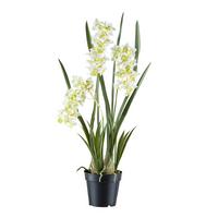 Kunstpflanze Orchideen Weiß/Hellgrün, 80 cm - Schwarz/Weiß, Design, Kunststoff (80cm) - P & B