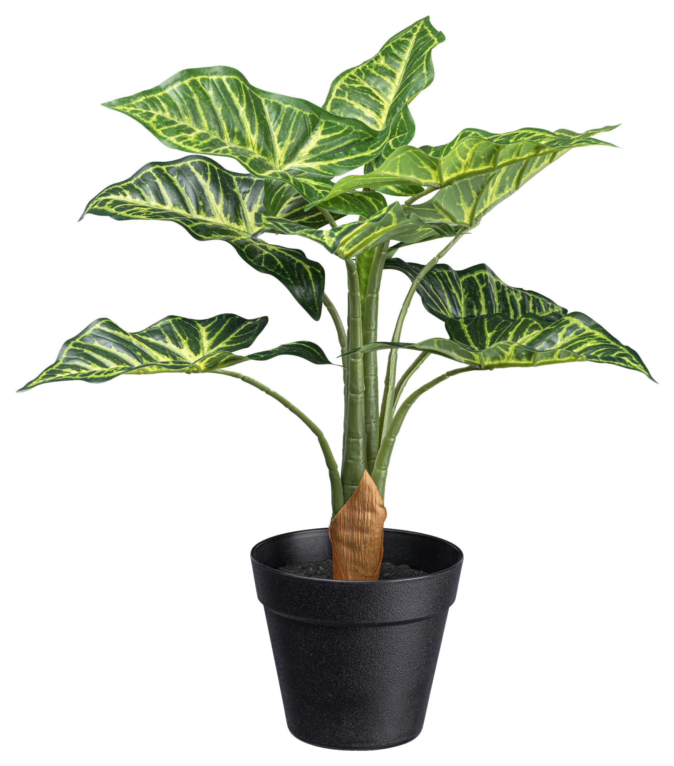 Umelá rastlina V: 45 cm - čierna/zelená, Basics, plast (45cm) - Modern Living