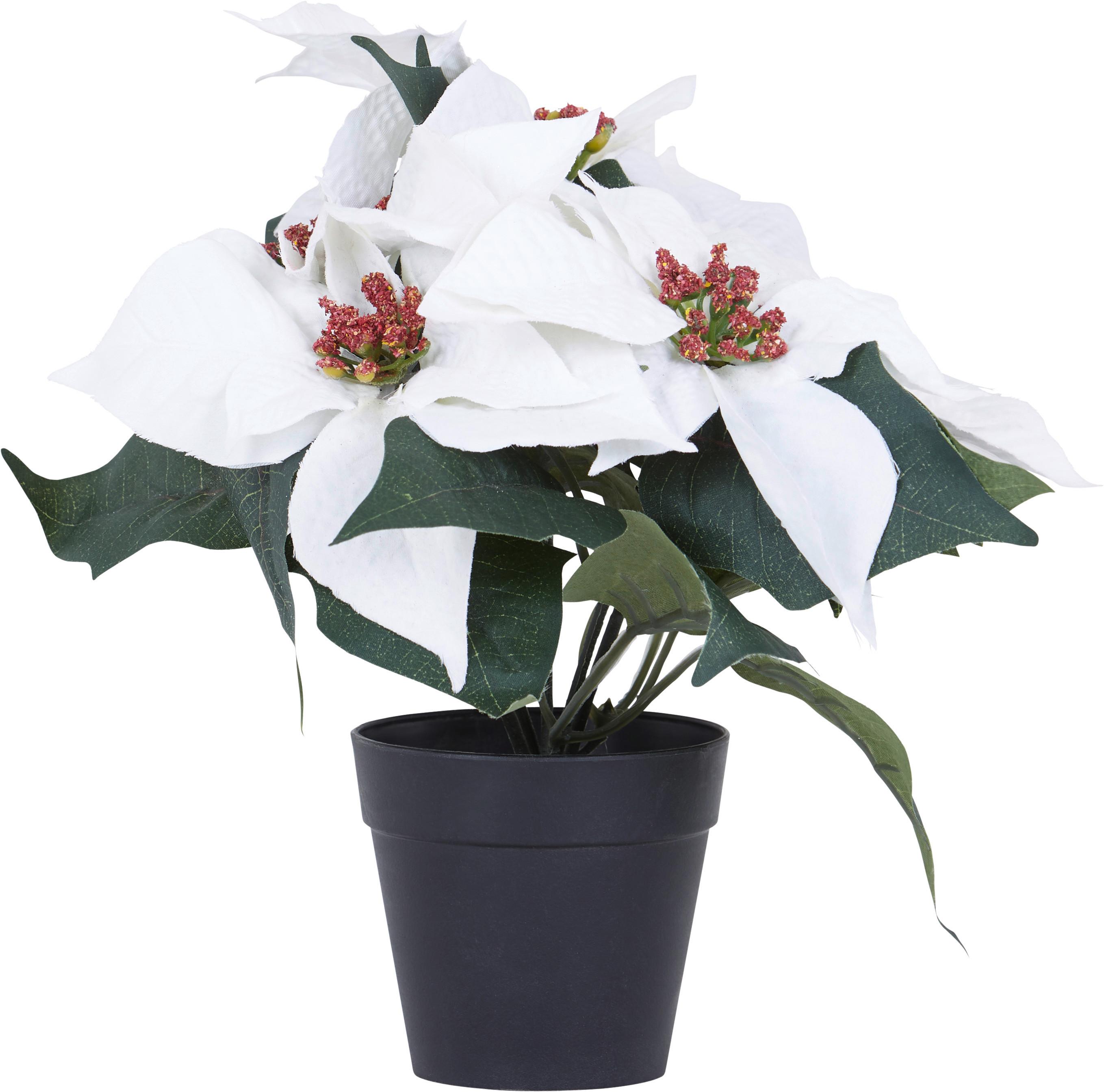 Weihnachtsstern H: 26 cm - Braun/Weiß, KONVENTIONELL, Kunststoff (26cm)