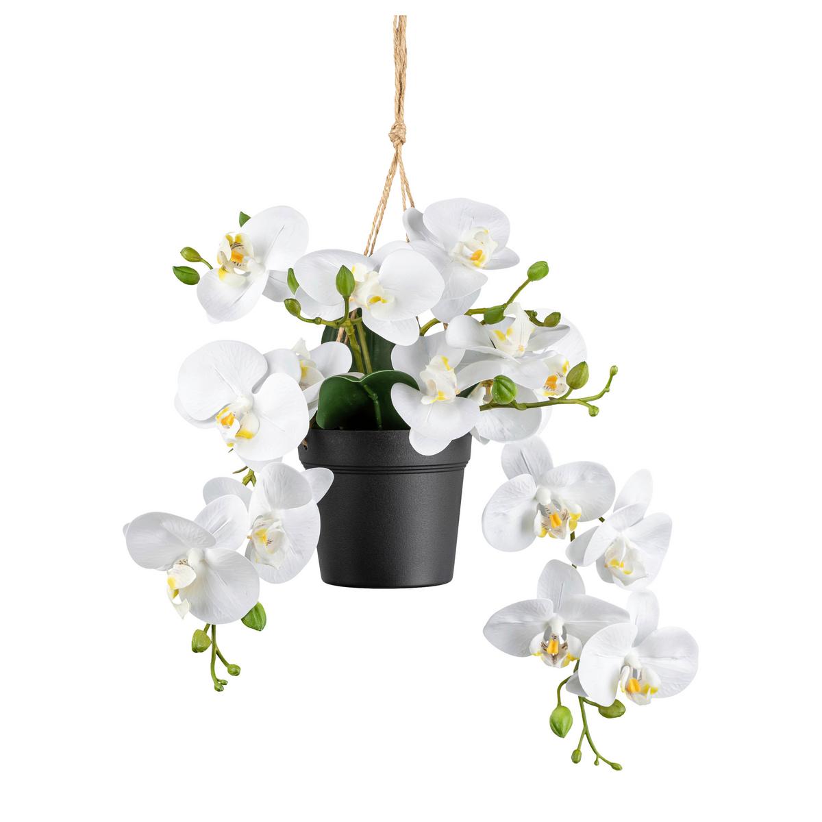 Kunstpflanze Orchideen Weiß, Topf: Schwarz. H: 25 cm - Schwarz/Weiß, Design, Kunststoff (25cm) - P & B