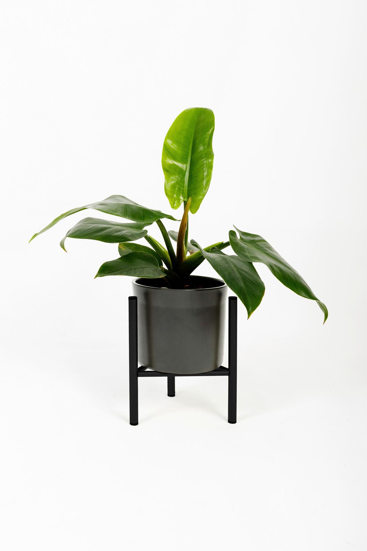 Blumenständer Aluminium Schwarz Bxhxt: 23x25x23 Cm - Schwarz, Basics, Metall (23/25/23cm)