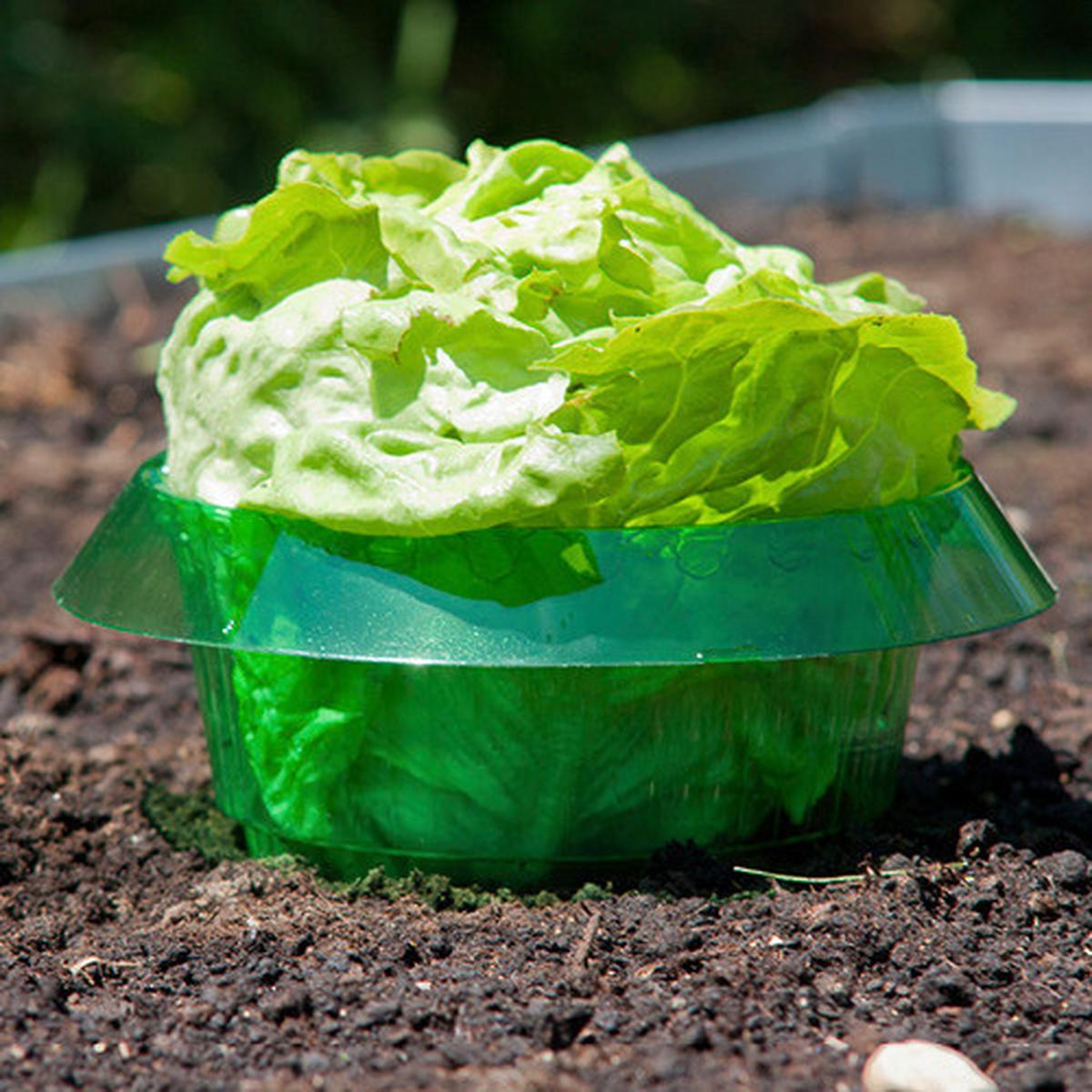 Schnecken-Abwehrband Schnecken-Schutzring 6stk. - Grün, Basics, Kunststoff (23/11/23cm) - Windhager