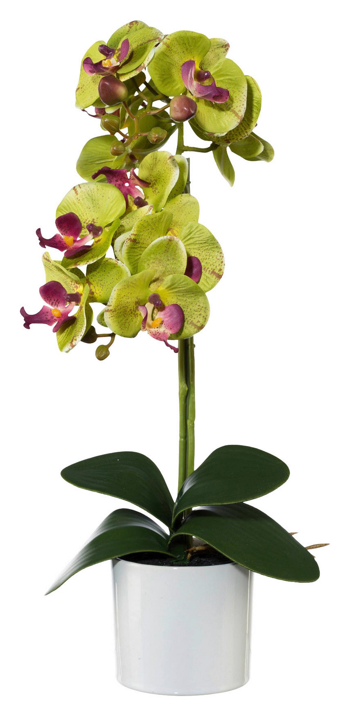UMĚLÁ ROSTLINA PHALÄNOPSIS II - bílá/zelená, Romantický / Rustikální, kov/plast (45cm) - Modern Living