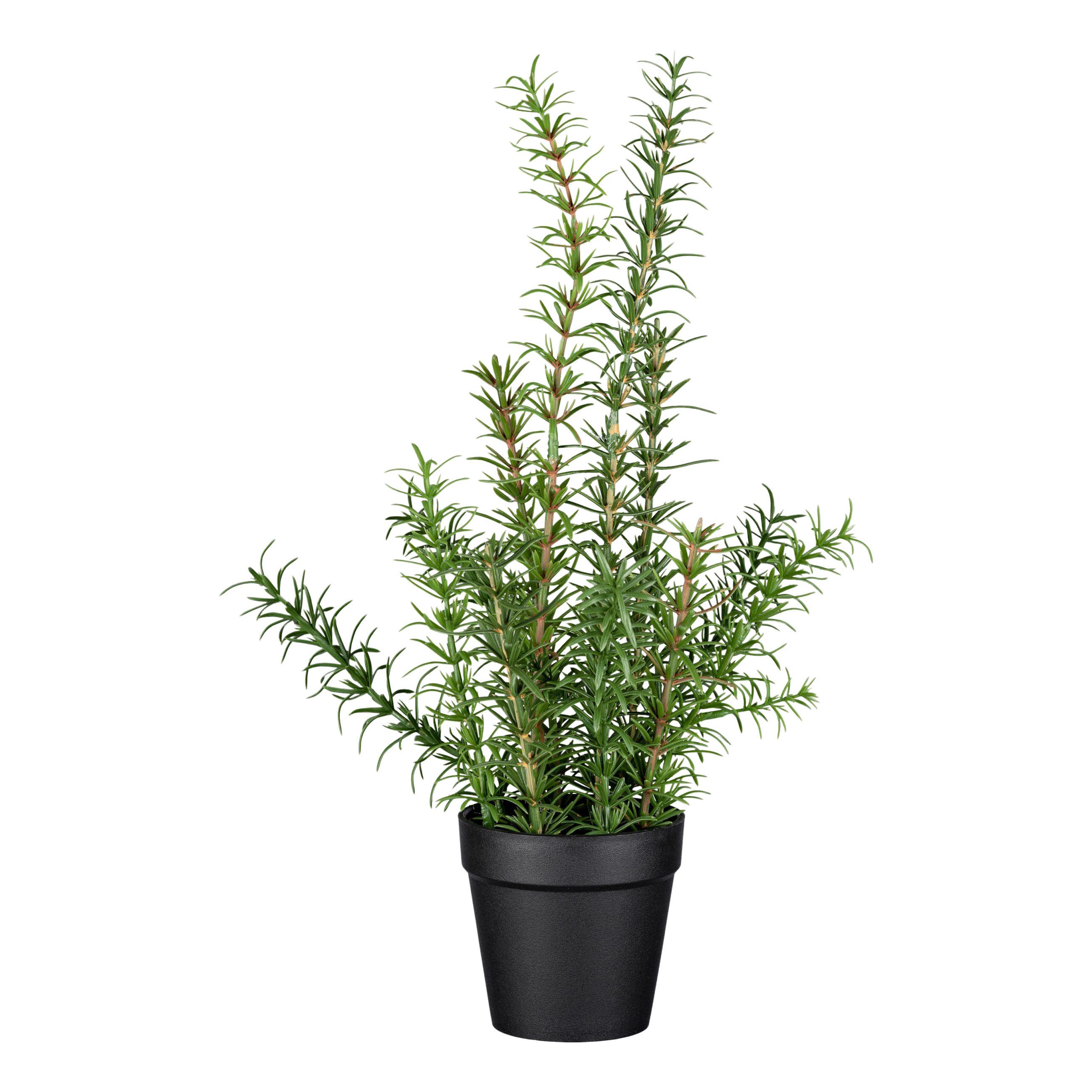 Umelá rastlina Rozmarín, V: 38cm - čierna/zelená, Basics, plast (38cm) - Modern Living