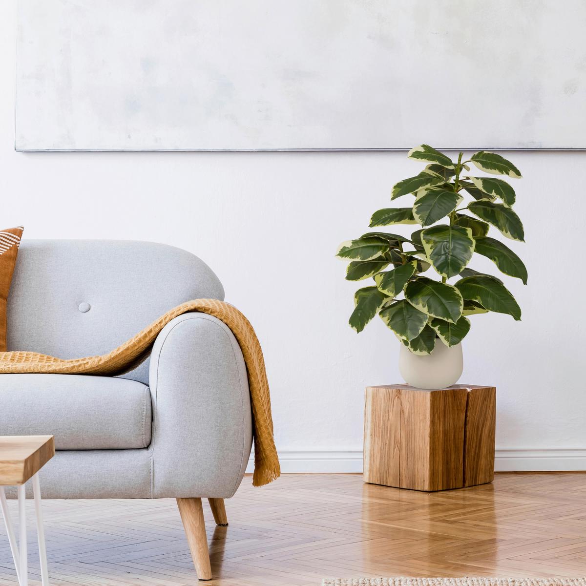Kunstpflanze Ficus Dunkelgrün/Grasgrün B: 60cm - Dunkelgrün/Creme, MODERN, Kunststoff/Metall (60/85/55cm) - MID.YOU