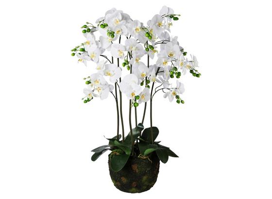 Phalänopsis Sarah - Weiß/Braun, Natur, Kunststoff (95cm) Phalänopsis Sarah - Weiß/Braun, Natur, Kunststoff (95cm)