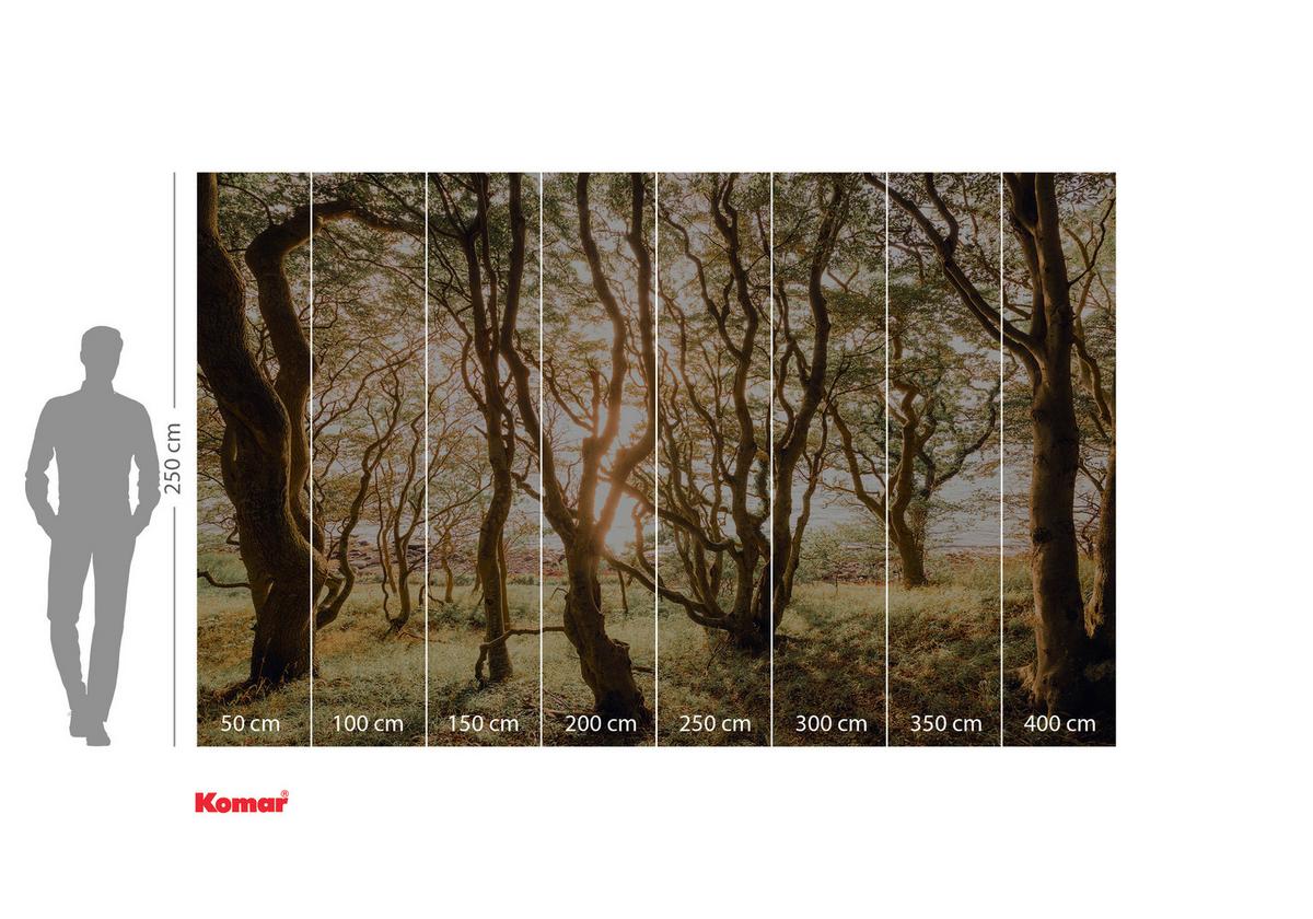 Vliestapete Bold Birch - Multicolor, Basics (400/250cm) - Komar
