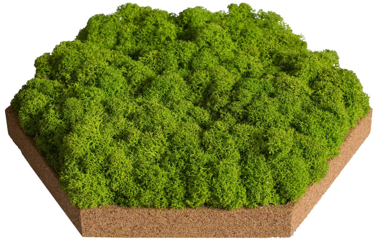 Moospaneel Grün Hellbraun B: 19 cm - Hellbraun/Grün, Basics, Naturmaterialien/Holz (19/22cm)