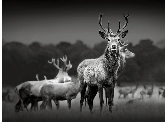 Keilrahmenbild Herd Of Deer - Schwarz/Grau, Basics, Holzwerkstoff (77/57/2cm) Keilrahmenbild Herd Of Deer - Schwarz/Grau, Basics, Holzwerkstoff (77/57/2cm)