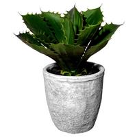 Umelá rastlina Echeveria, V: 25cm - sivá/zelená, Basics, plast/keramika (25cm)