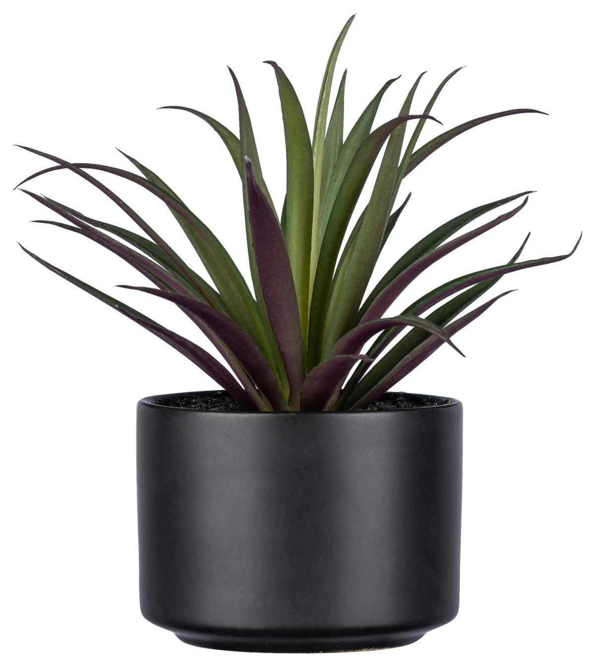 UMELÁ RASTLINA SUKKULENTE II - čierna/zelená, Basics, plast/keramika (15cm)