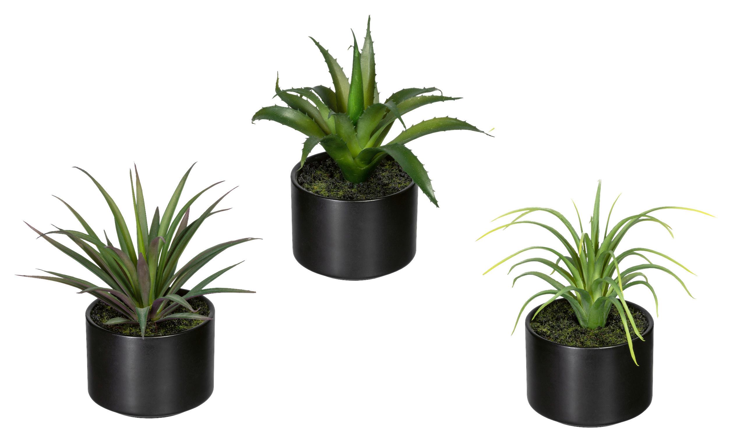 Kunstpflanze Sukkulenten Grün/Schwarz, 15 cm - Schwarz/Grün, Design, Keramik/Kunststoff (15cm) - P & B