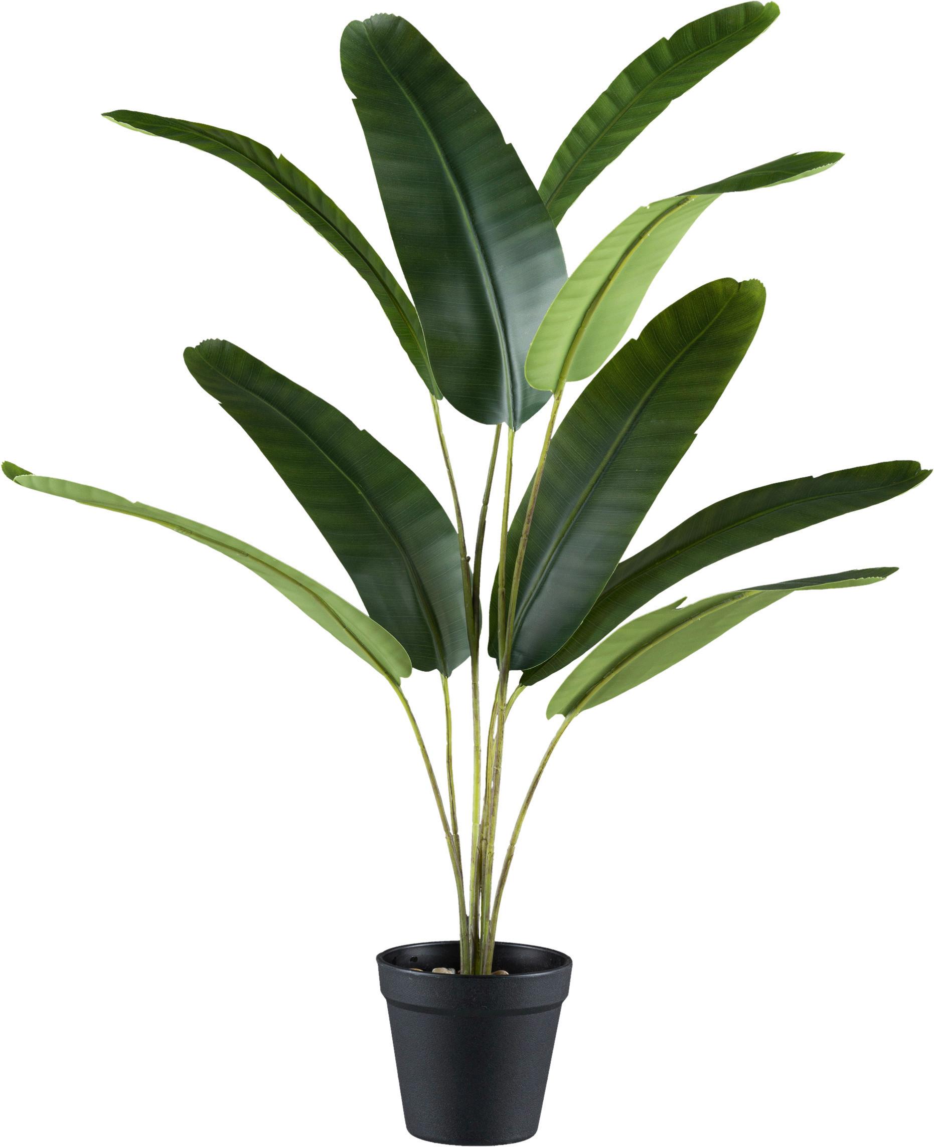 Kunstpflanze Bananenpflanze H: 65 - Schwarz/Braun, Design, Kunststoff (65cm) - P & B