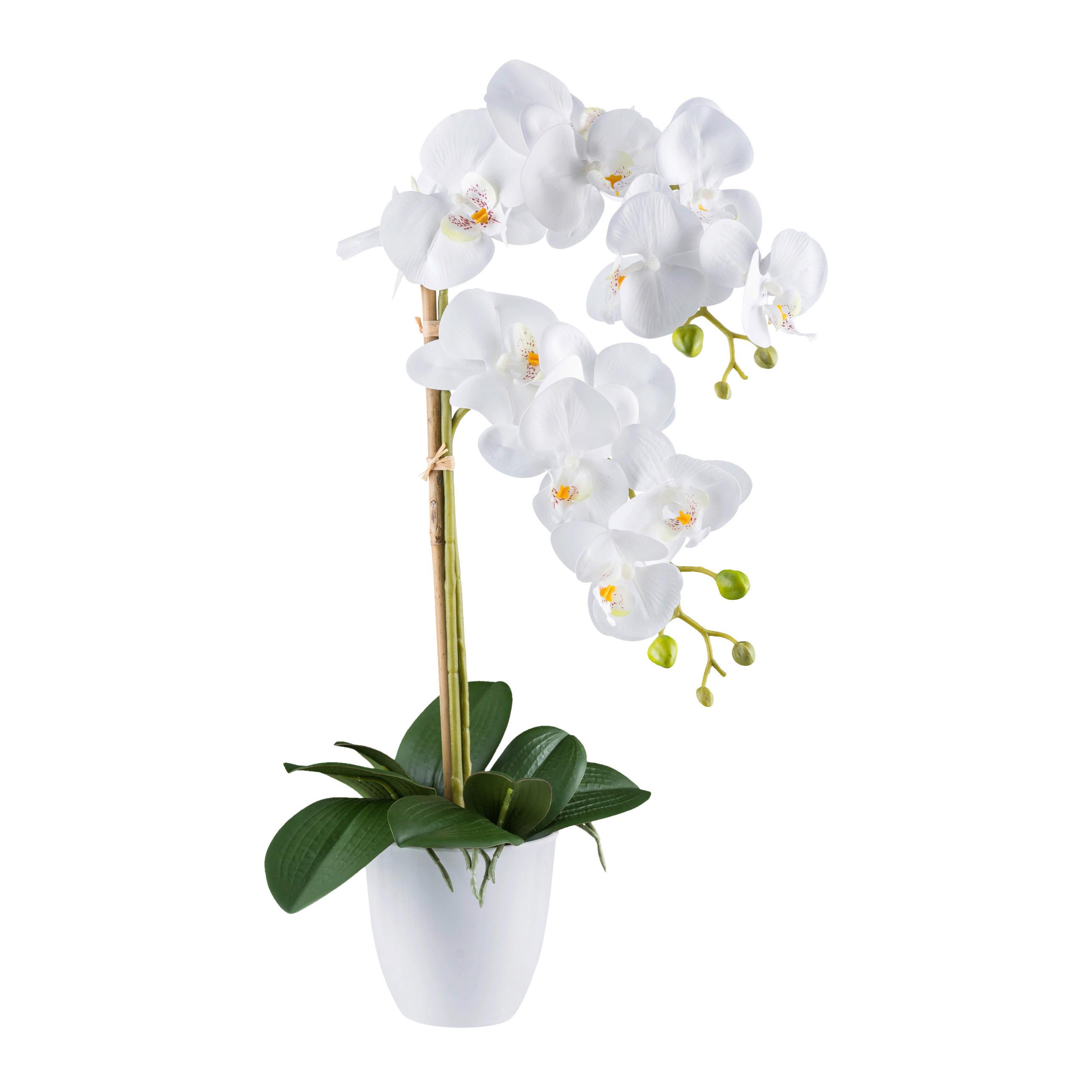 Kunstpflanze Orchideen Grün/Weiß, 56 cm - Weiß/Grün, Design, Kunststoff (56cm) - P & B