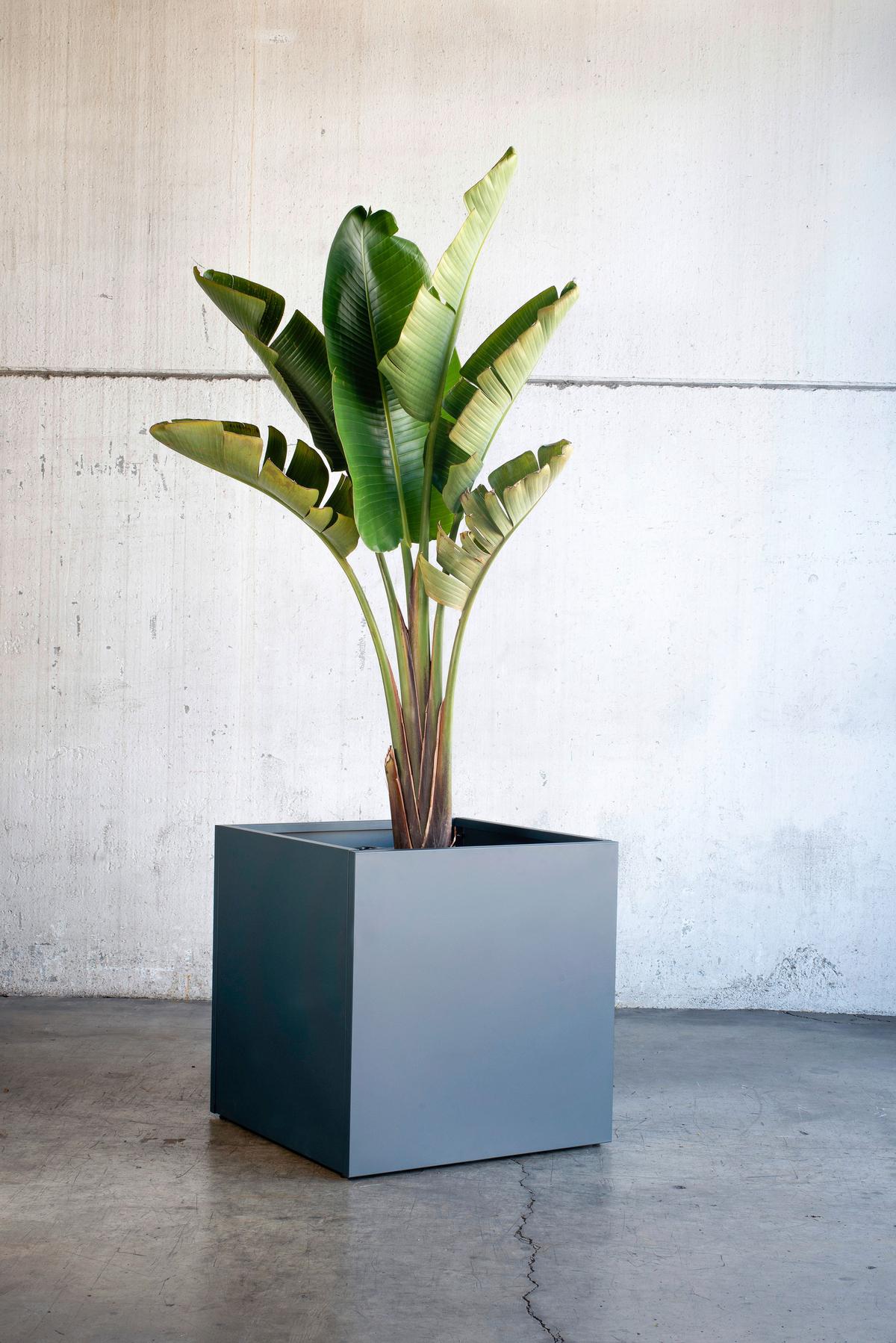 Pflanzentopf Pflanzkasten 70x70x70 - Anthrazit, Basics, Metall (70/70/70cm)