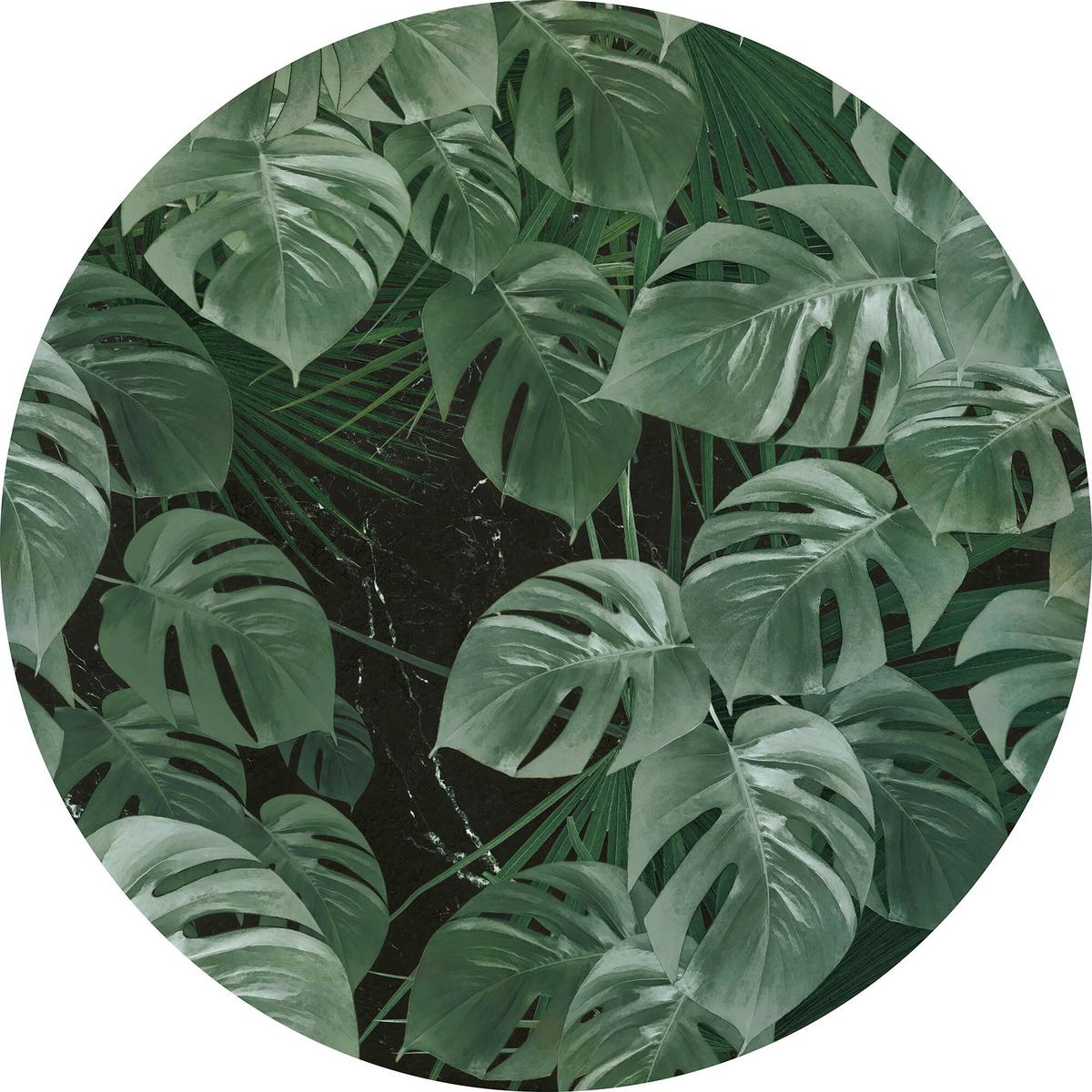 Fototapete Novel Monstera - Grün, Trend, Papier (125cm) - Komar
