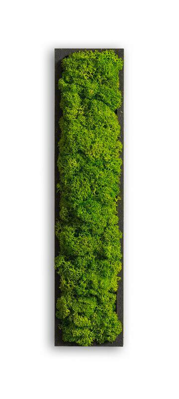 Moosbild Grün B: 26 cm - Schwarz/Grün, Basics, Naturmaterialien/Holz (26/6/4cm)