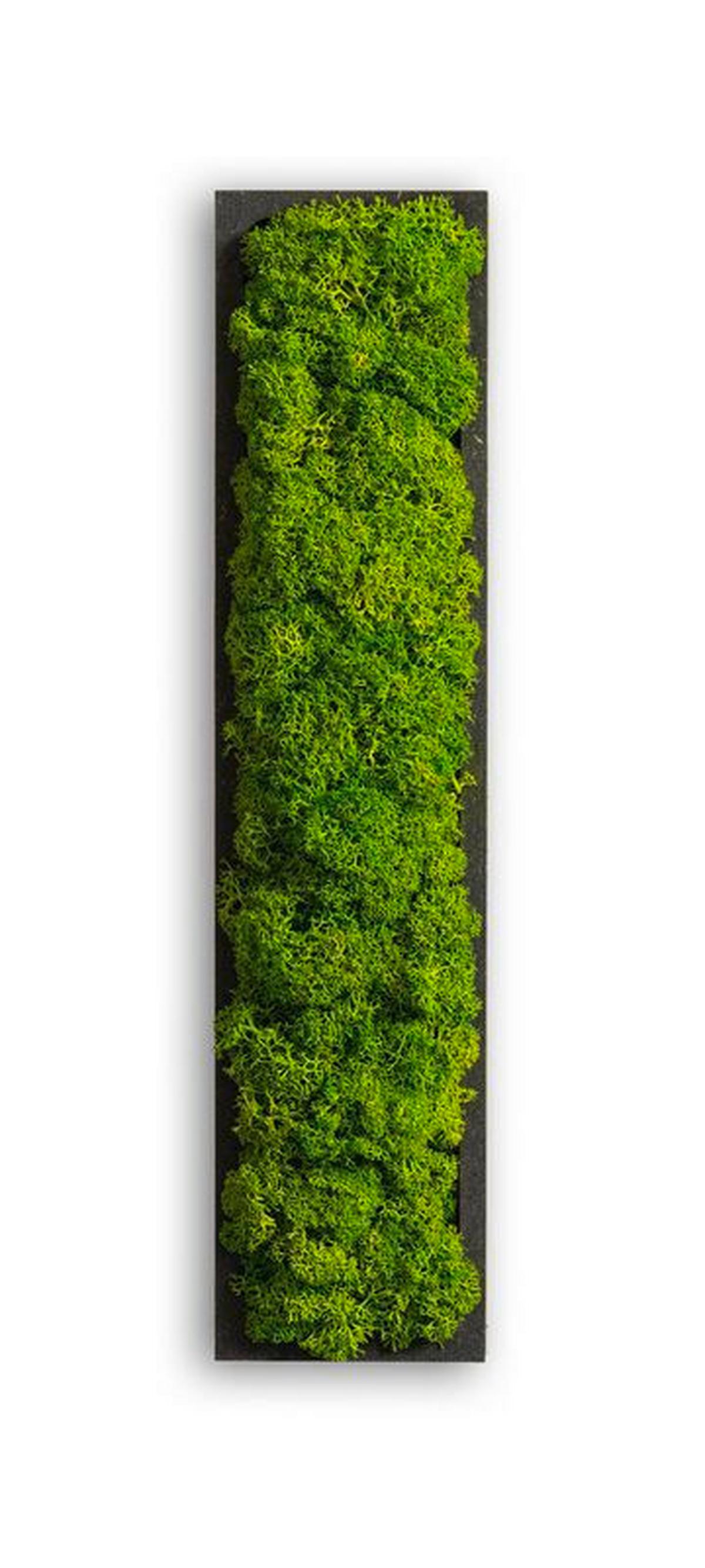 Moosbild Grün B: 26 Cm - Schwarz/Grün, Basics, Naturmaterialien/Holz (26/6/4cm)