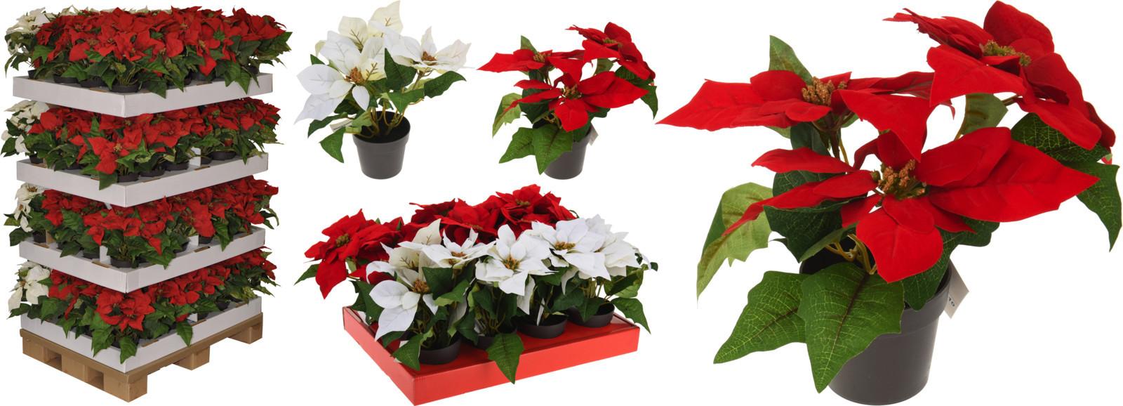 Mikulásvirág 317990110 - műanyag (24cm) - Modern Living