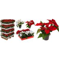 Mikulásvirág 317990110 - műanyag (24cm) - Modern Living