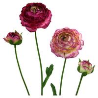Kunstpflanze Ranunkel Hell- & Dunkelrosa L: 40 cm, Elisa - Hellrosa/Dunkelrosa, Basics, Kunststoff/Textil (40cm)