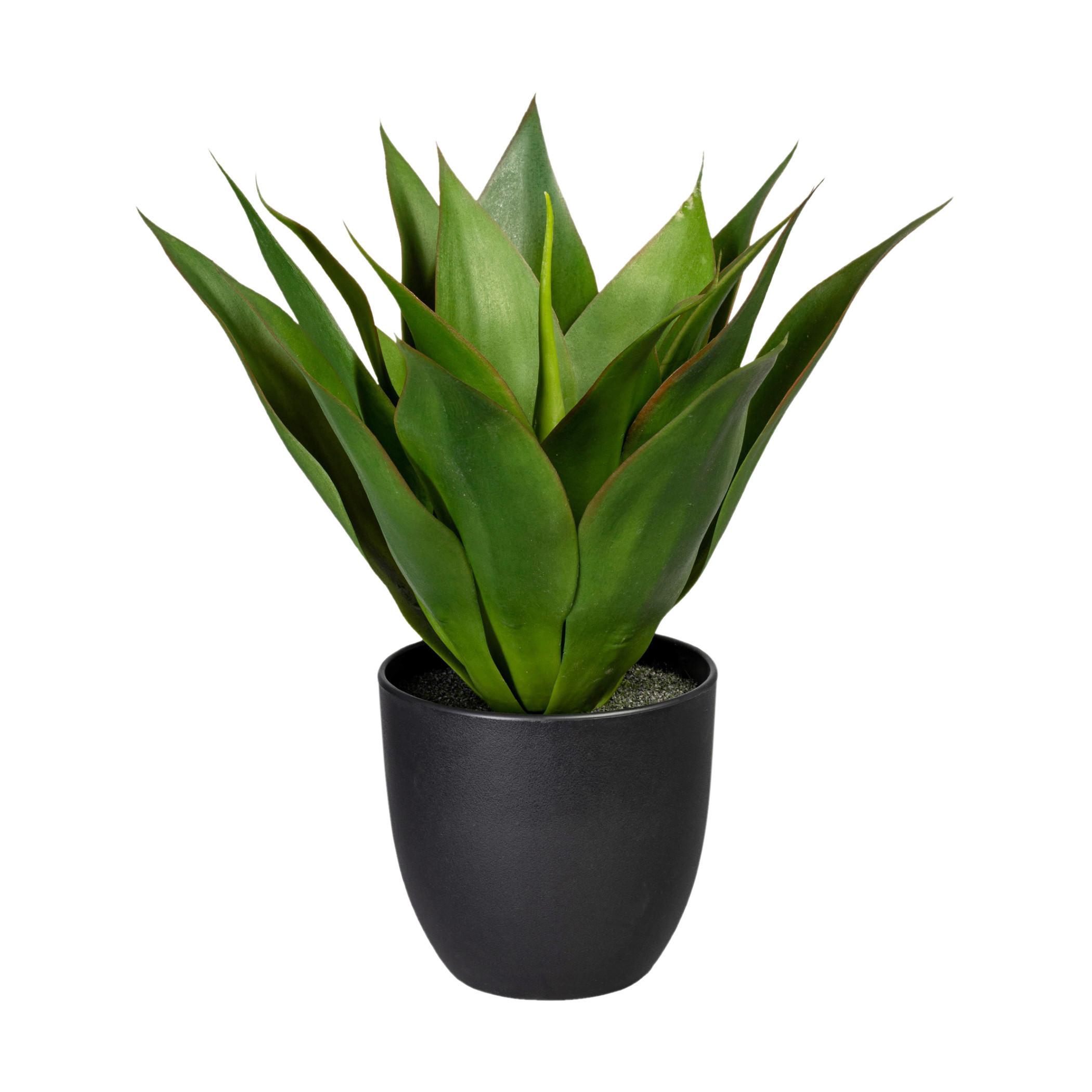 Kunstpflanze Sukkulenten Grün/Schwarz, 36 cm - Schwarz/Grün, Design, Kunststoff (36cm) - P & B