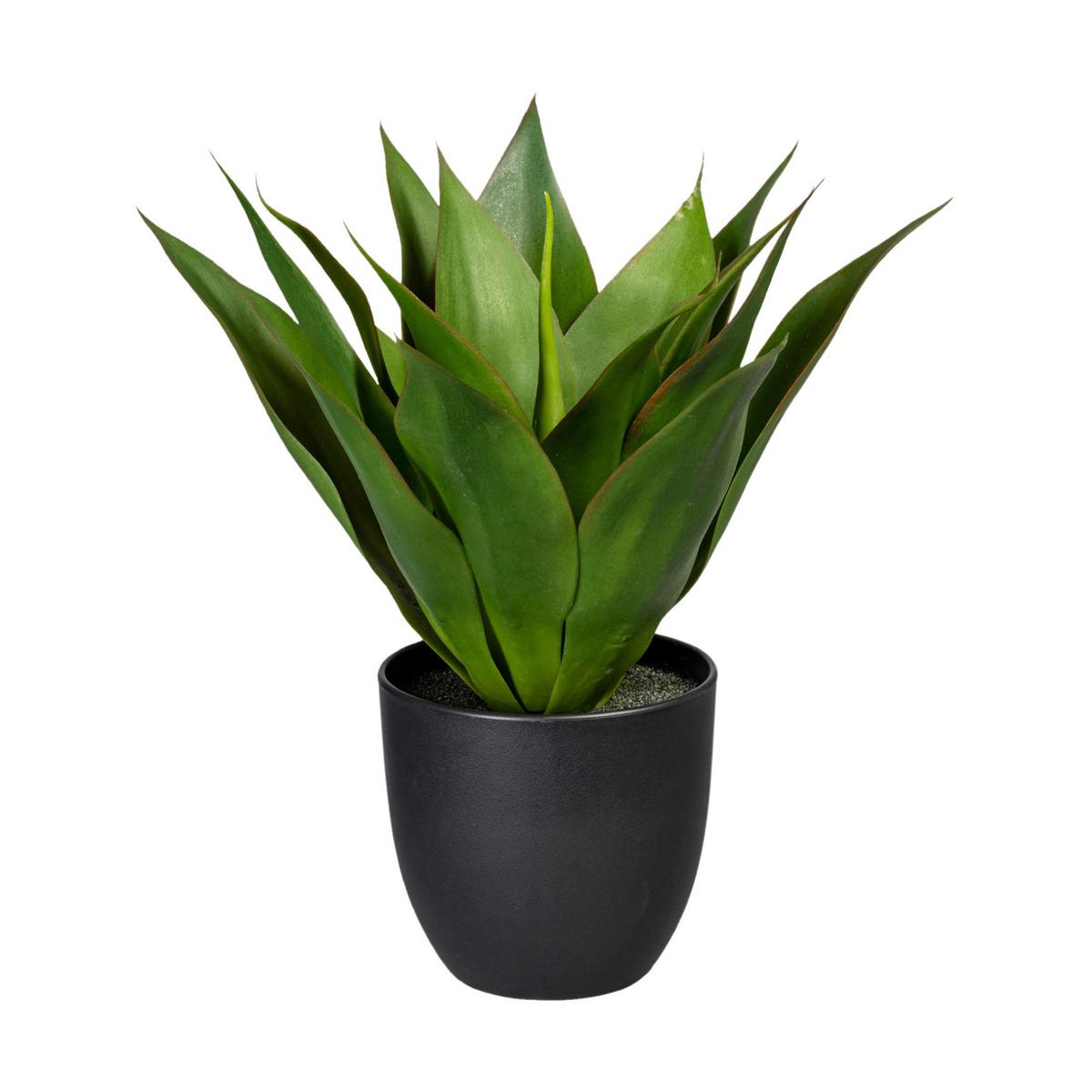 Kunstpflanze Sukkulenten Grün/Schwarz, 36 cm - Schwarz/Grün, Design, Kunststoff (36cm) - P & B