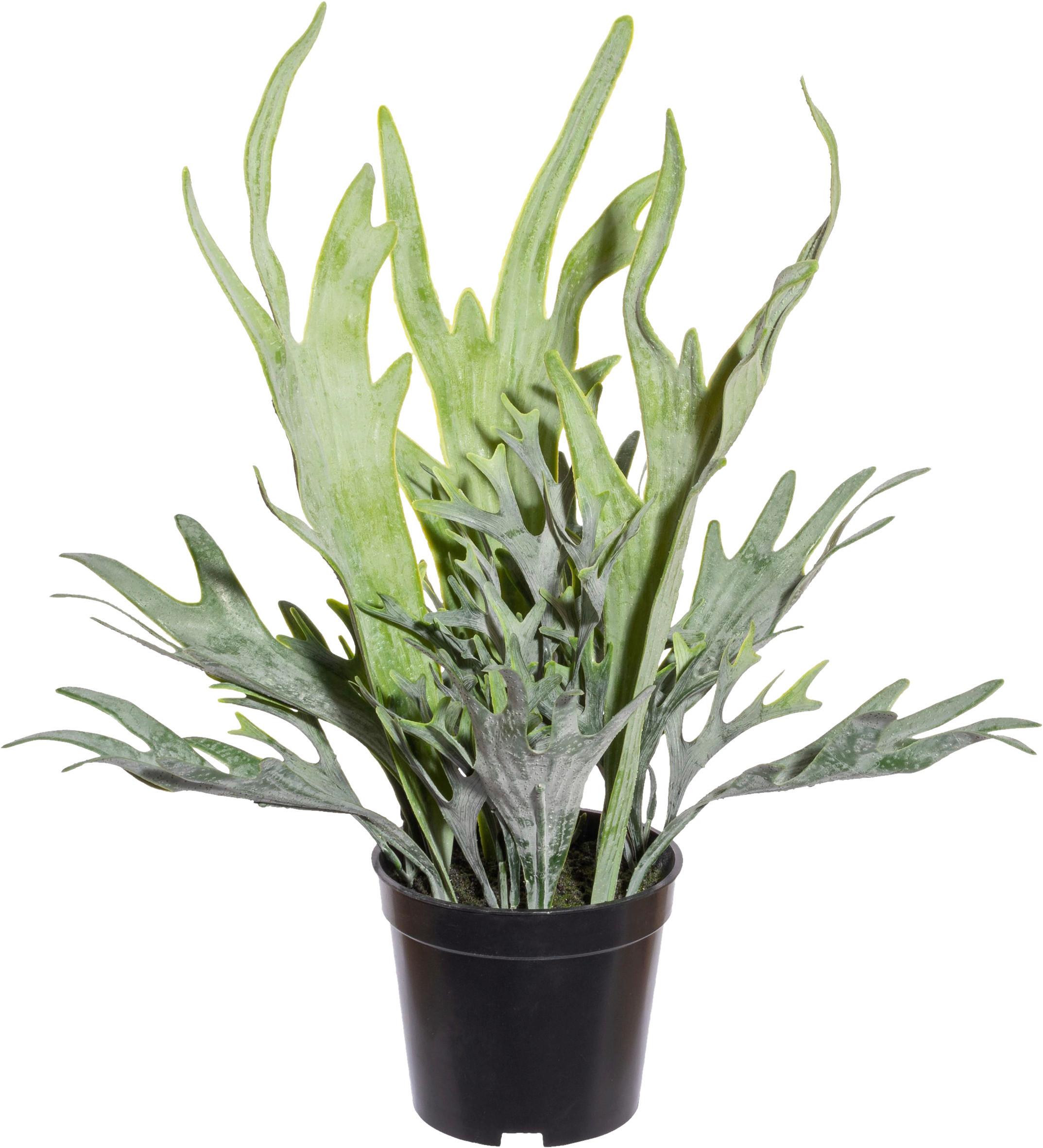 Kunstpflanze H: 40 cm - Schwarz/Grün, Design, Kunststoff (40cm) - P & B