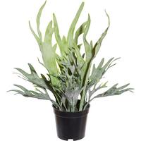 Kunstpflanze H: 40 cm - Schwarz/Grün, Design, Kunststoff (40cm) - P & B