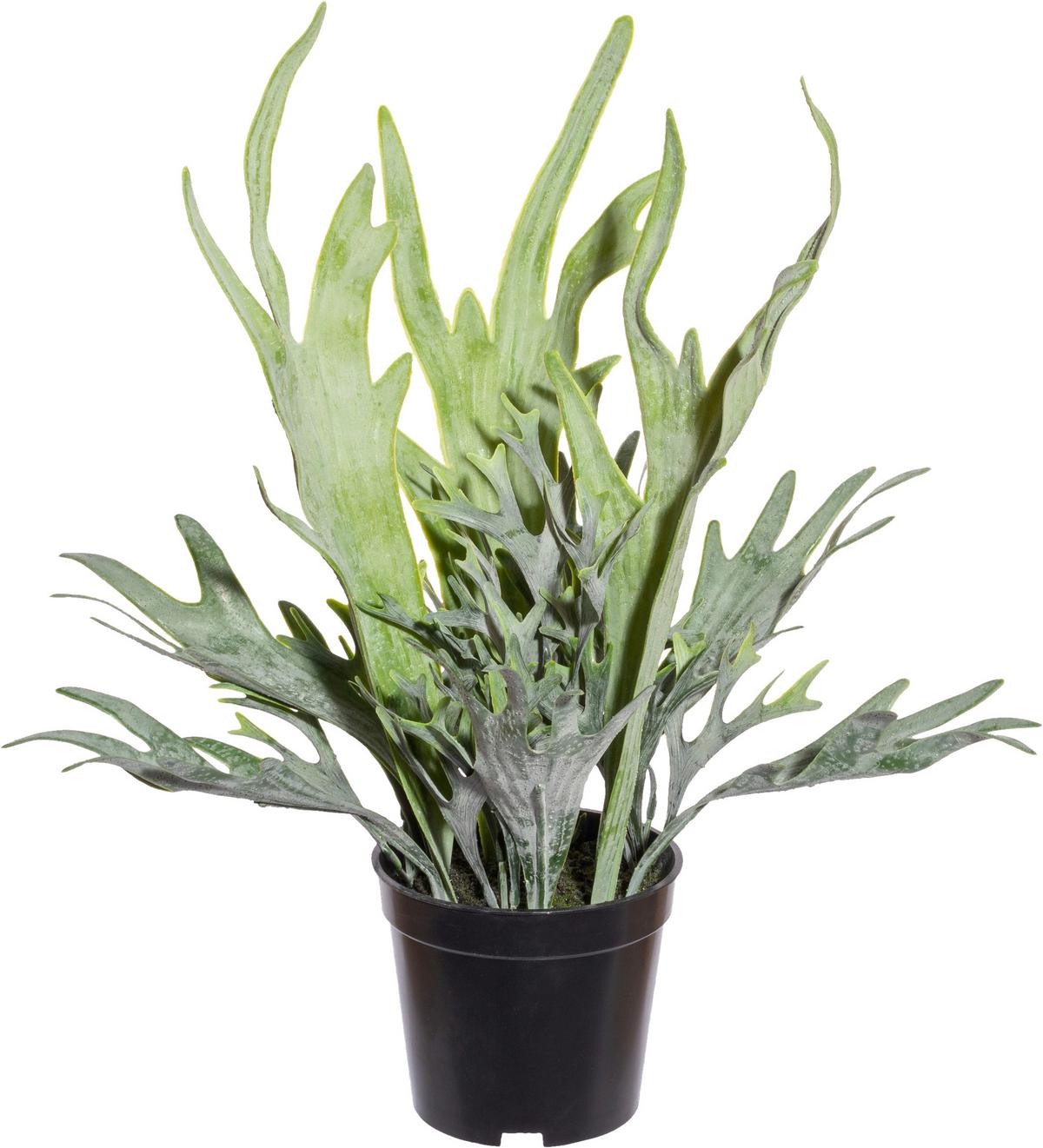 Kunstpflanze H: 40 cm - Schwarz/Grün, Design, Kunststoff (40cm) - P & B