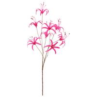 Ľalia NERINE I -PAZ- - pink, Basics (83cm) - Mömax