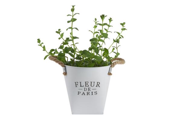 Kvetináč Fleur De Paris - biela, Romantický / Vidiecky, kov (18,5cm) - Mömax modern living Kvetináč Fleur De Paris - biela, Romantický / Vidiecky, kov (18,5cm) - Mömax modern living
