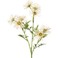Kunstblume Margerittenzweig Weiß L: 53cm, Alba - Weiß/Grün, Natur, Kunststoff (53cm)