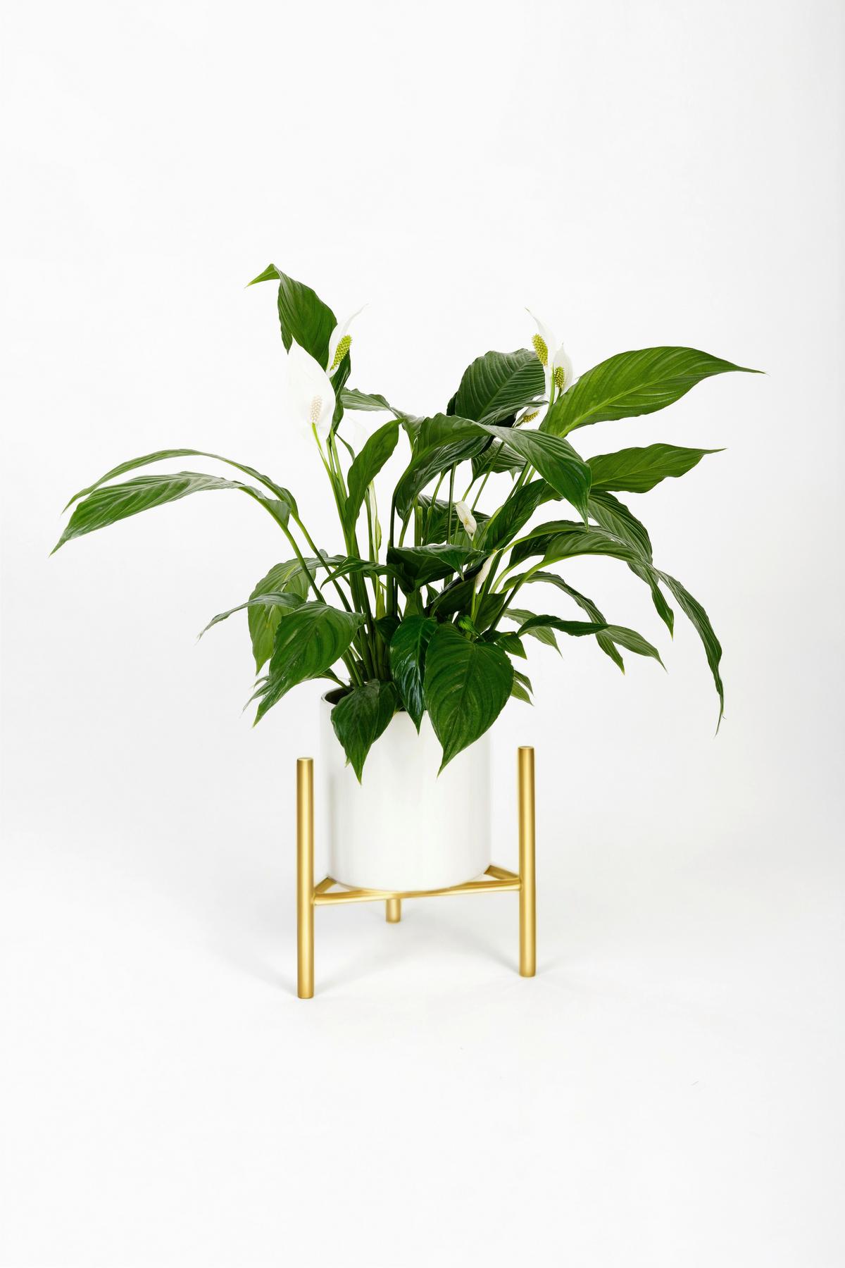 Blumenständer Aluminium Gold- Farben Bxhxt: 27x25x27 Cm - Goldfarben, Basics, Metall (27/25/27cm)