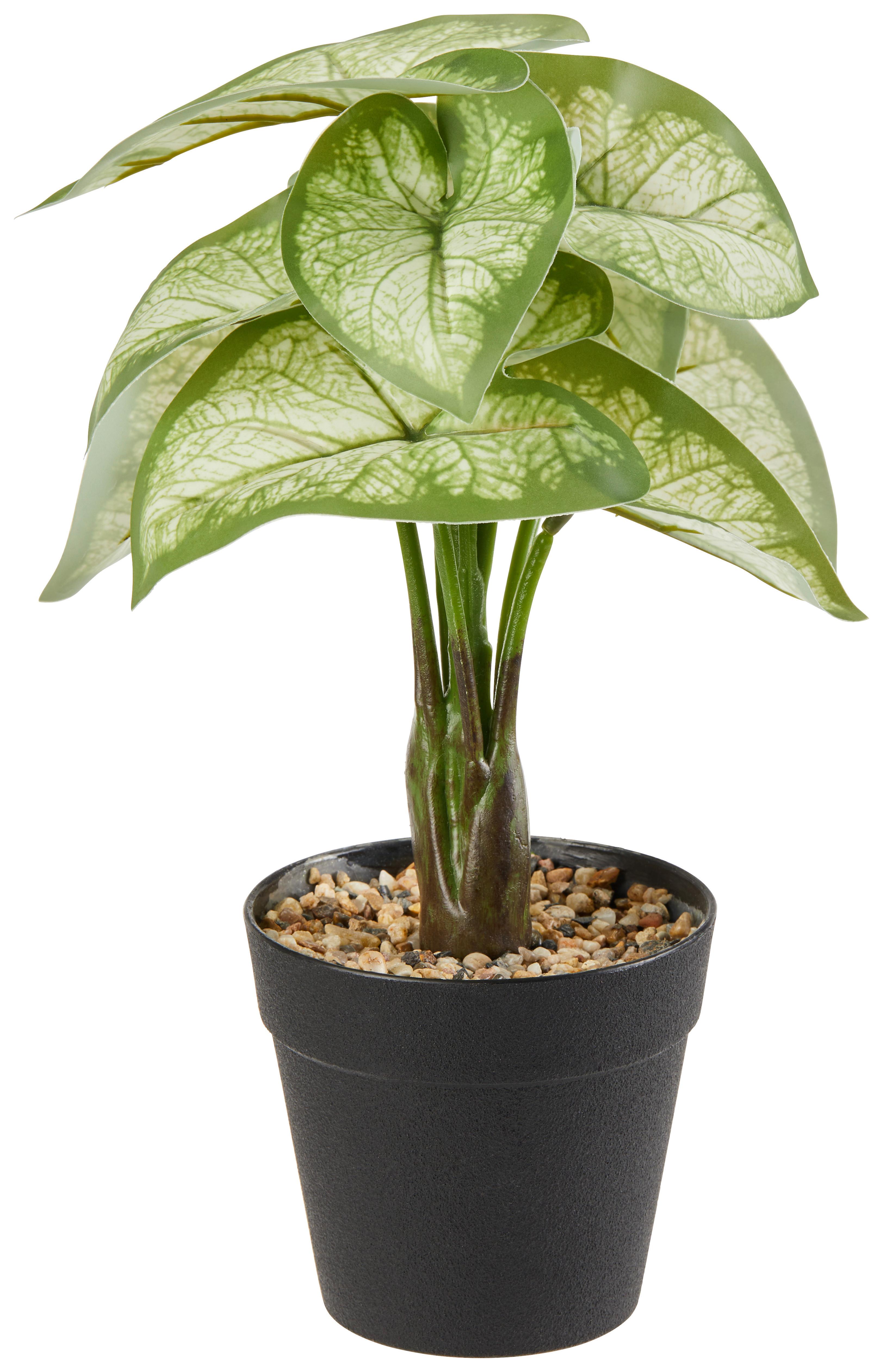 Kunstpflanzen Caladium Grün/Schwarz/Weiß L:30 cm - Schwarz/Weiß, KONVENTIONELL, Kunststoff (30cm)