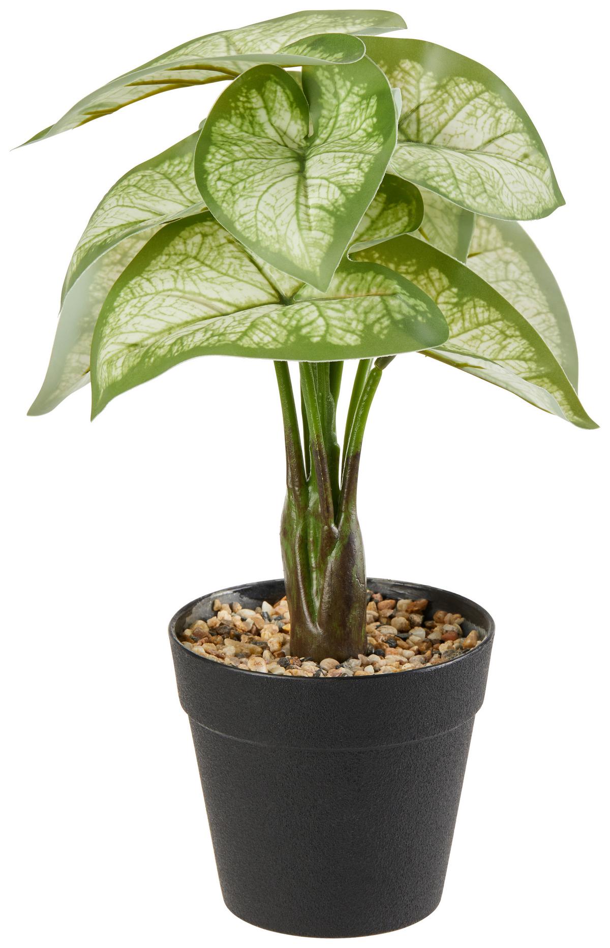 Kunstpflanzen Caladium Grün/schwarz/weiß L:30 Cm - Schwarz/Weiß, KONVENTIONELL, Kunststoff (30cm)