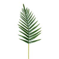 Palmwedel Palmwedel - Grün, KONVENTIONELL, Kunststoff (26/65/20cm)
