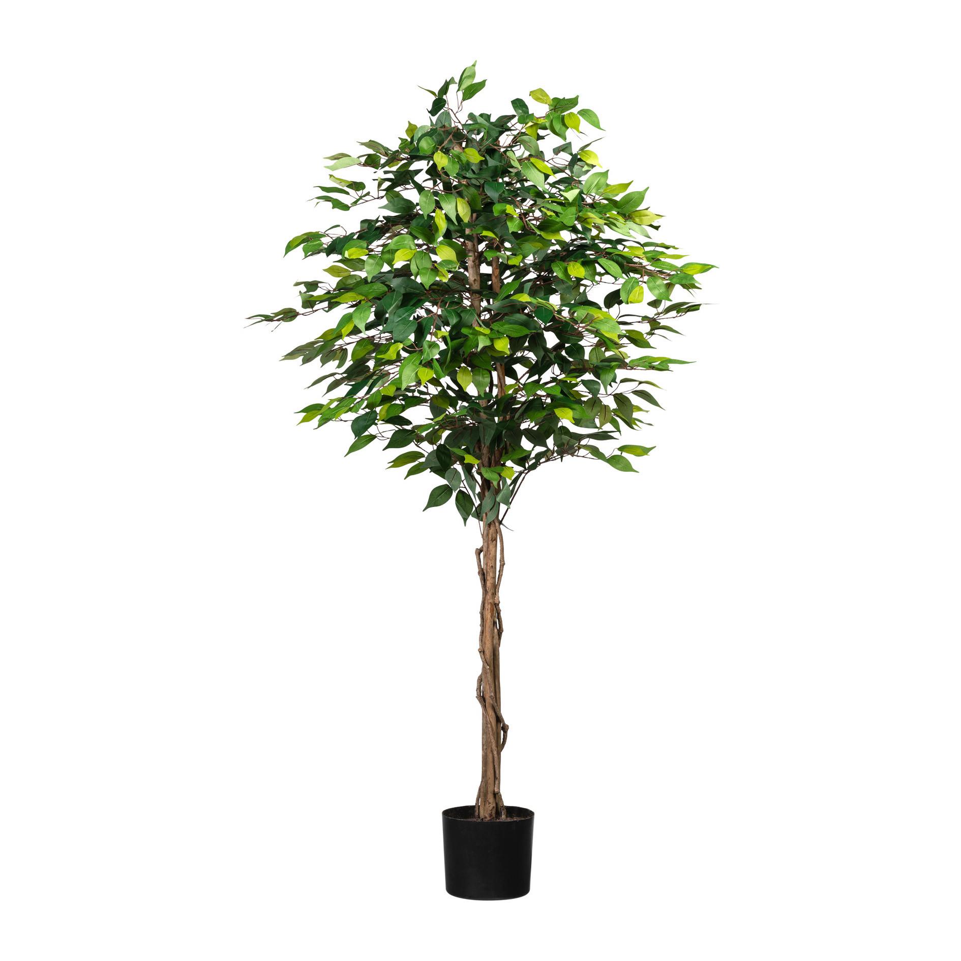 Kunstpflanze Ficus Benjamina H:180 cm - Schwarz/Braun, Basics, Naturmaterialien/Kunststoff (180cm) - P & B