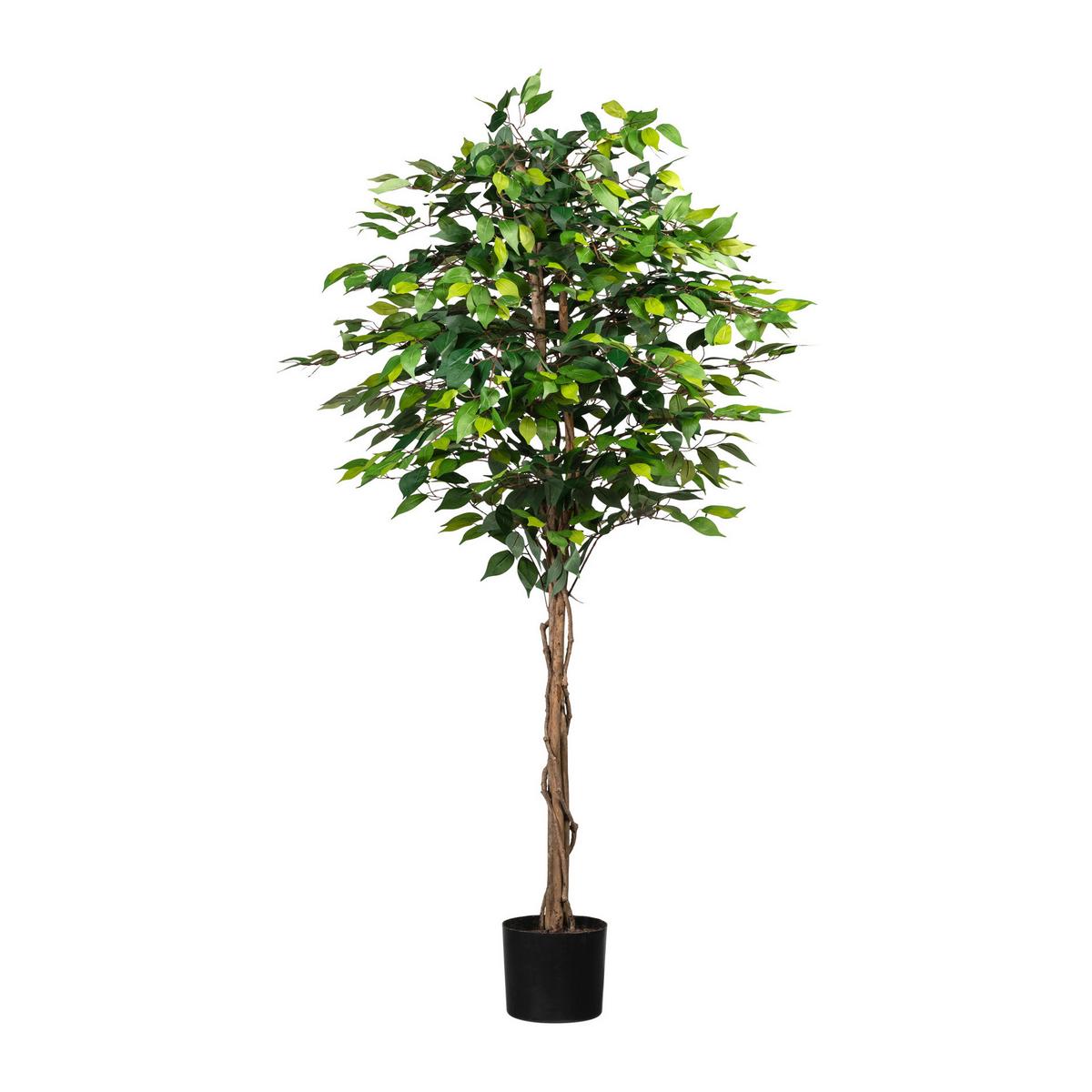 Kunstpflanze Ficus Benjamina H:180 Cm - Schwarz/Braun, Basics, Naturmaterialien/Kunststoff (180cm) - P & B
