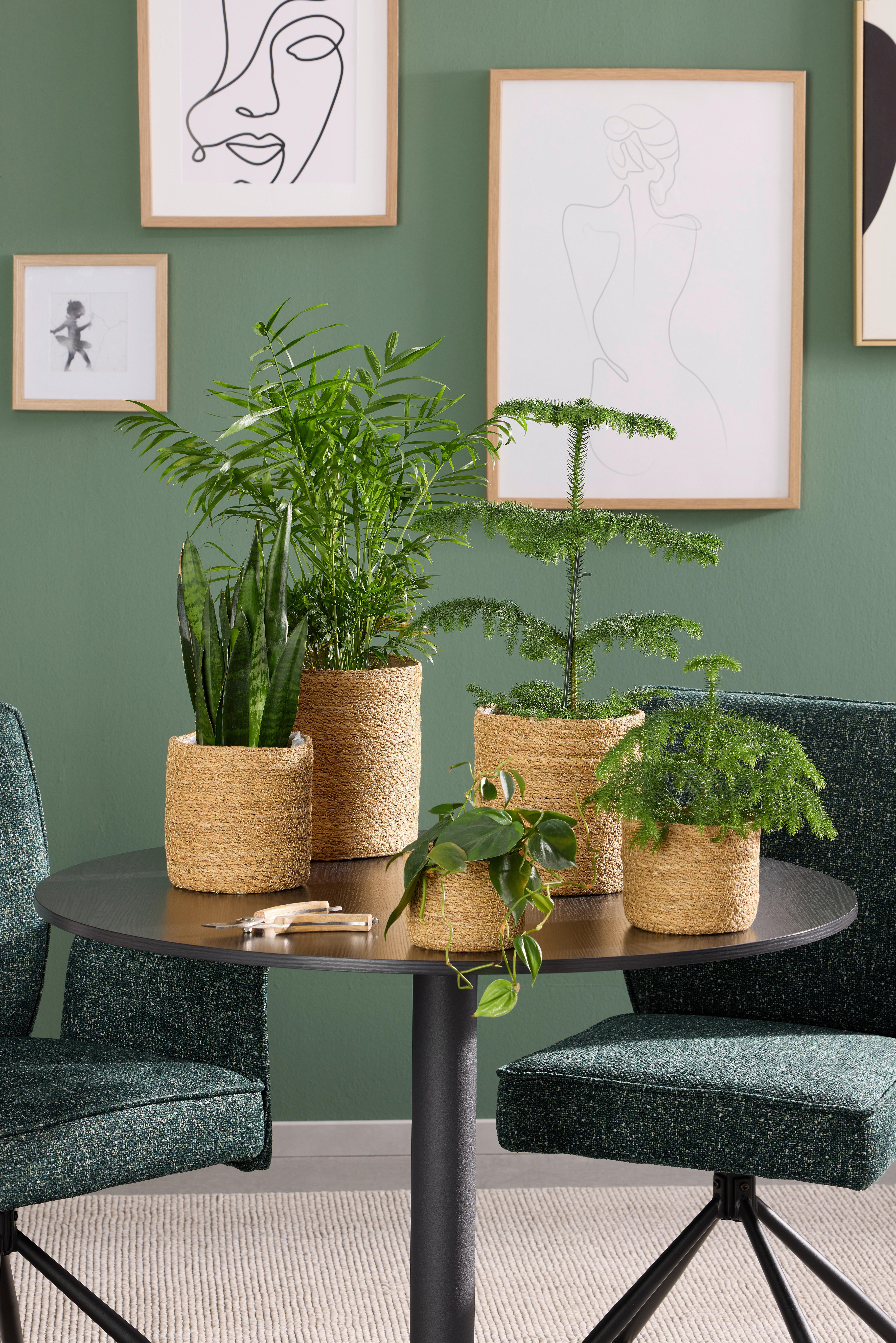 Virágkaspó Hogla - natúr színű, Konventionell, természetes anyagok (16/17,5cm) - James Wood