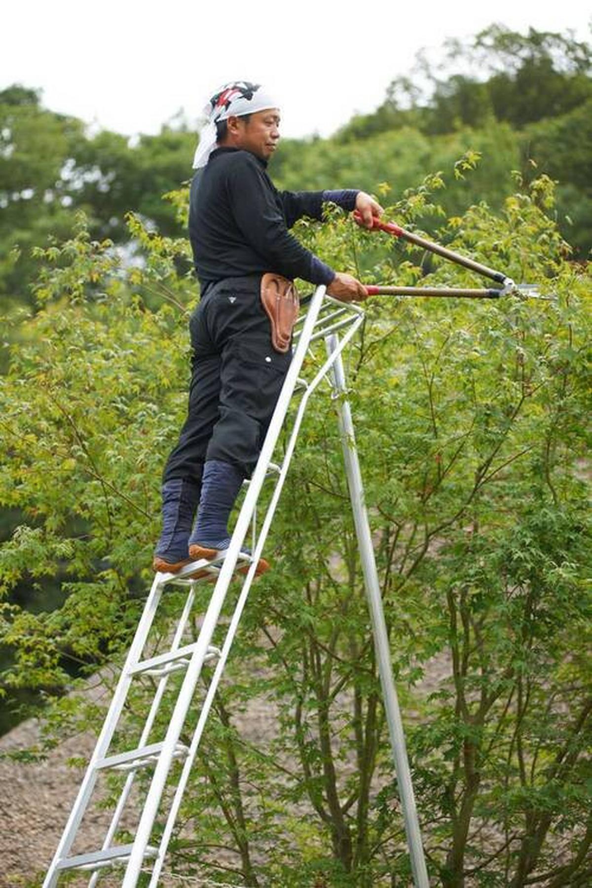 Leiter 3-Holm-Gartenleiter 300cm - Silberfarben, Basics, Metall (231/300/147cm)